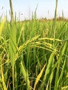 Rice Fields