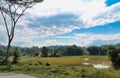 Rice fields plantation landscape in Tana Toraja