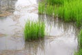 Rice fields plantation, organic asian rice farm