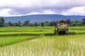 Rice fields plantation, organic asian rice farm and agriculture