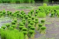 Rice fields plantation, organic asian rice farm