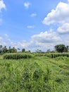 rice fields planted with rice and corn in hot weather Royalty Free Stock Photo