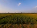 rice fields planted with rice plants