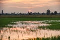 Rice fields with pond reflection with sunset Royalty Free Stock Photo