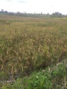 the rice in the fields is ready to be harvested, sir Royalty Free Stock Photo
