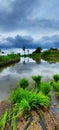 Rice fields ready to be planted with rice seeds