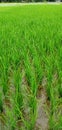 Rice fields, Rice field of India, Growing seed of rice.