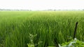 rice fields with very fertile rice plants