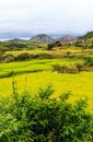 Rice fields with rock formation and village in the background on