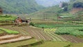 Rice fields in Sapa Valley