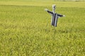 Rice fields with scarecrow