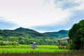 Rice fields, scarecrow in the middle of rice fields, mountain and sky views, agriculture in Laos