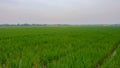 Rice fields scenery in the morning Royalty Free Stock Photo