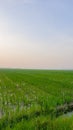 Rice fields scenery in the morning Royalty Free Stock Photo