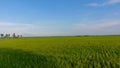 Rice fields scenery in the morning Royalty Free Stock Photo