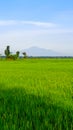 Rice fields scenery in the morning Royalty Free Stock Photo