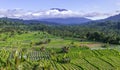 Rice fields in Sidemen valley with Mount Agung in the background, Bali, Indonesia