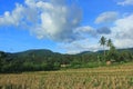 Rice fields at SIGI regency, Indonesia Royalty Free Stock Photo