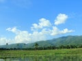 Rice fields at SIGI regency, Indonesia Royalty Free Stock Photo