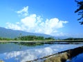 Rice fields at SIGI regency, Indonesia Royalty Free Stock Photo