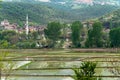 Rice fields in sinop Royalty Free Stock Photo