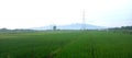 rice fields on the slopes of Mount Muria, Kudus, Central Java Royalty Free Stock Photo