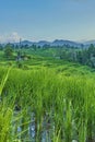 Rice fields. Solok , West Sumatra, Indonesia. Royalty Free Stock Photo