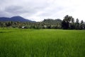 Rice fields in Sorsogon Royalty Free Stock Photo