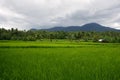 Rice fields in Sorsogon