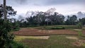 Rice fields are the staple food of Indonesians
