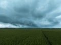 The rice fields are starting to turn yellow when it about to storm Royalty Free Stock Photo