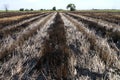 Rice fields Royalty Free Stock Photo