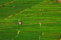 Rice fields structured in terracces