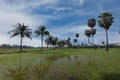 Rice fields with sugar palm trees at sunset Royalty Free Stock Photo