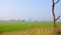 Rice fields in the summer Royalty Free Stock Photo