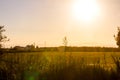 Rice fields at sunset in La Albufera Royalty Free Stock Photo