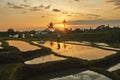 Rice Fields With Sunset Reflection In Water, Pererenan, Bali, Indonesia. Farmer Working In Evening.