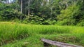 Rice fields surrounded by forests with dense trees provide a very beautiful green color.