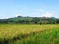 Rice fields surrounded by green hills