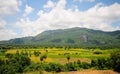 Rice fields at Tapa town in Angiang, Vietnam