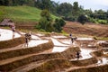 Rice fields on terraced.