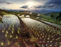 Rice fields on terraced at Chiang Mai, Thailand Royalty Free Stock Photo