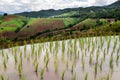 Rice fields on terraced at Chiang Mai, Thailand. Royalty Free Stock Photo