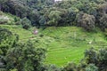 Rice fields on terraced of  Mae Chaem, Chiang Mai, Thailand Royalty Free Stock Photo