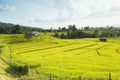 Rice fields on terraced of Mae Chaem, Ching Mai, Northern Thailand