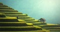 Rice fields on terraced of Mu Cang Chai Royalty Free Stock Photo