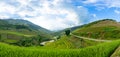 Rice fields on terraced of Mu Cang Chai,Vietnam