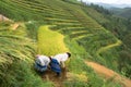 Rice fields on terraced of Mu Cang Chai, Yen Bai, Vietnam. Farmers harvesting on field Royalty Free Stock Photo