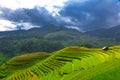 Rice fields on terraced of Mu Cang Chai, YenBai, agriculture Vietnam, Royalty Free Stock Photo