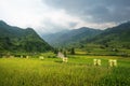 Rice fields on terraced of Mu Cang Chai, YenBai, Rice fields prepare the harvest at Northwest Vietnam. Vietnam landscapes. Royalty Free Stock Photo